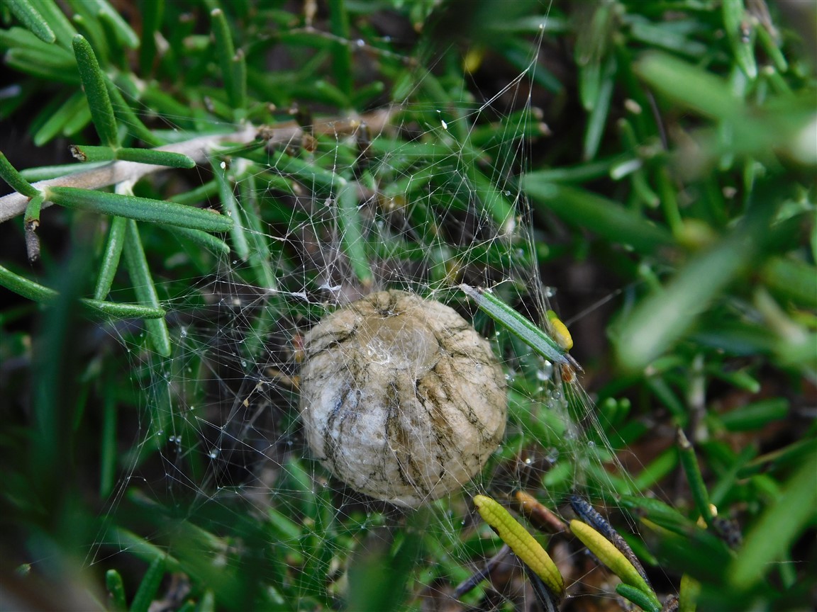 Ooteca di Araneidae ? S, di Argiope sp- - prov. PC